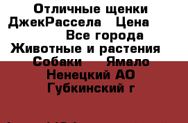 Отличные щенки ДжекРассела › Цена ­ 50 000 - Все города Животные и растения » Собаки   . Ямало-Ненецкий АО,Губкинский г.